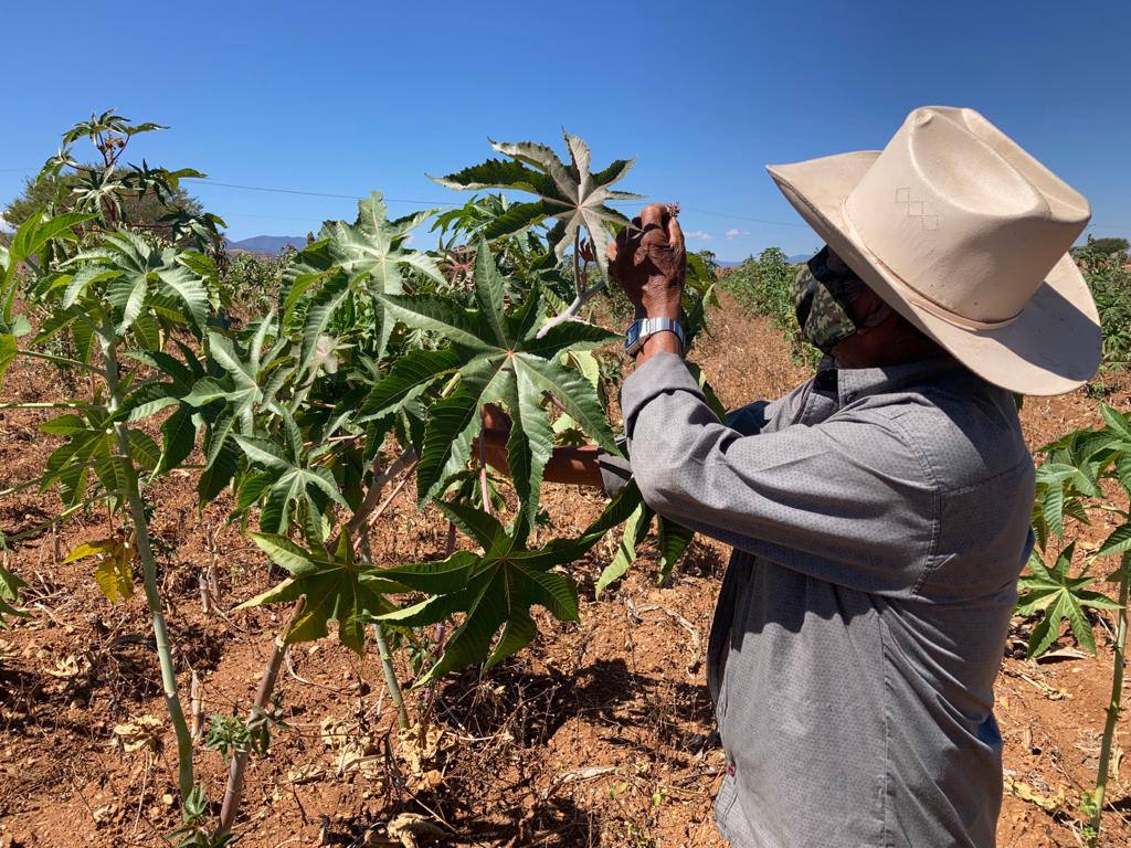 Farmer checks ricinus communis (castor) plant